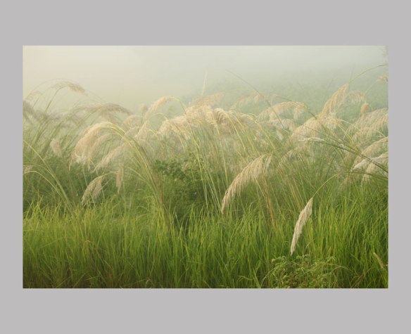 reeds rest