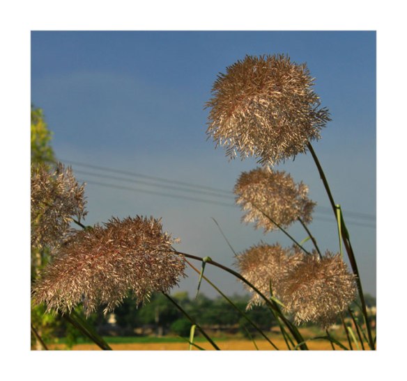 silken-reeds